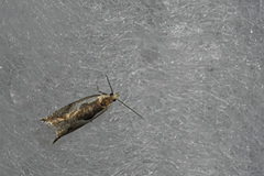 Ancylis sheppardana