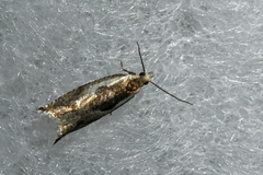 Ancylis sheppardana