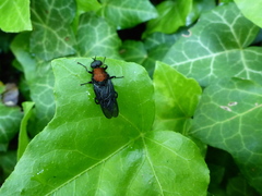 Clitellaria ephippium