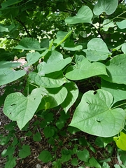 Cercis canadensis