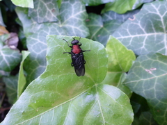 Clitellaria ephippium