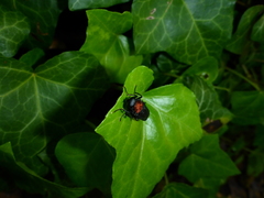 Clitellaria ephippium