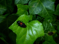 Clitellaria ephippium