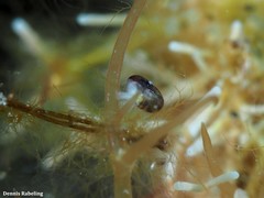 Skeneopsis planorbis