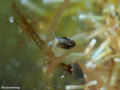 Skeneopsis planorbis