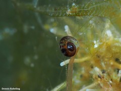 Skeneopsis planorbis