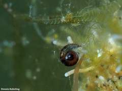 Skeneopsis planorbis