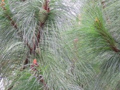 Pinus maximinoi