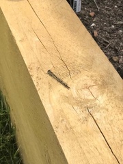 Enallagma cyathigerum