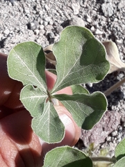 Pediomelum megalanthum