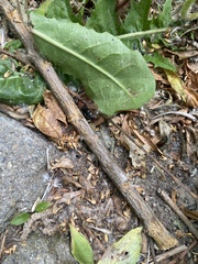 Staphylinus caesareus