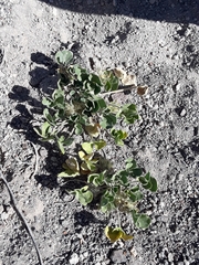 Pediomelum megalanthum