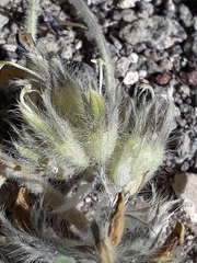 Pediomelum megalanthum