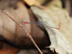 Teinobasis ruficollis