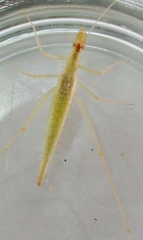 Oecanthus leptogrammus