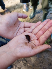 Lepidurus apus