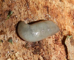 Pallifera dorsalis