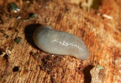 Pallifera dorsalis