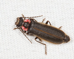 Podabrus brevicollis