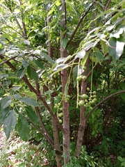 Prunus serotina