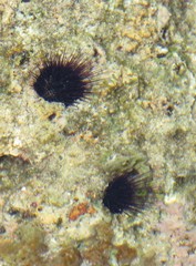 Echinostrephus