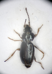 Bembidion obtusum