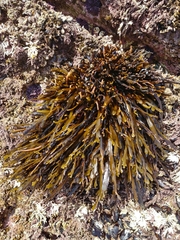 Stephanocystis