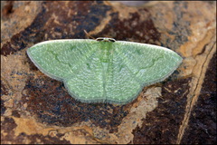 Phaiogramma faustinata