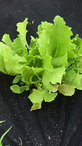 Lactuca sativa