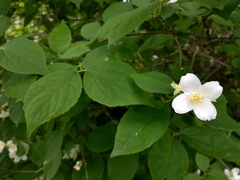 Philadelphus inodorus