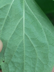 Philadelphus inodorus