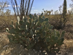 Opuntia engelmannii engelmannii