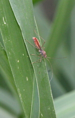 Phaenacantha bicolor