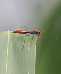 Phaenacantha bicolor