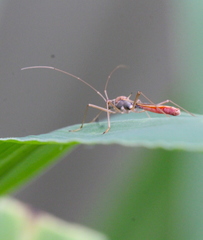 Phaenacantha bicolor