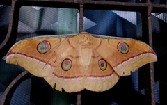Antheraea paphia