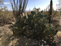 Opuntia engelmannii engelmannii