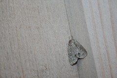 Acronicta radcliffei