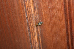 Podabrus brunnicollis