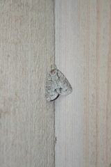 Acronicta radcliffei