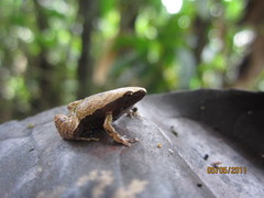 Hamptophryne boliviana