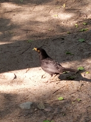 Turdus merula