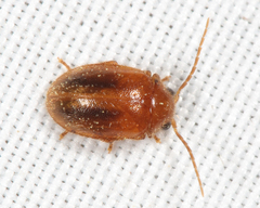 Prionocyphon limbatus