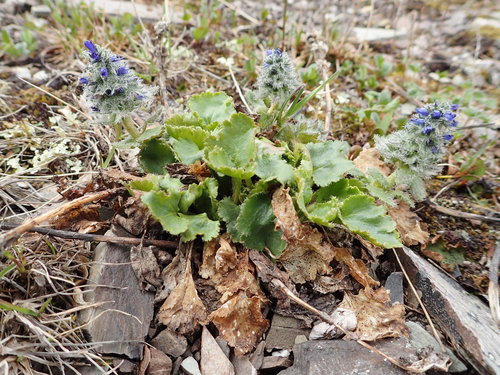 Image of Veronica alaskensis by no rights reserved