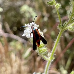 Synanthedon polygoni
