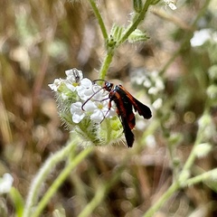 Synanthedon polygoni
