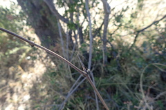 Asparagus buchananii