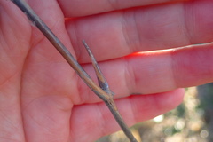 Asparagus buchananii