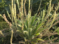 Plantago boissieri