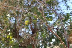 Asparagus buchananii